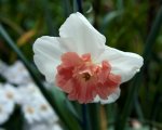 pink and white daffodil