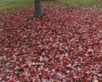Red Leaves