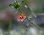tiny orange flower